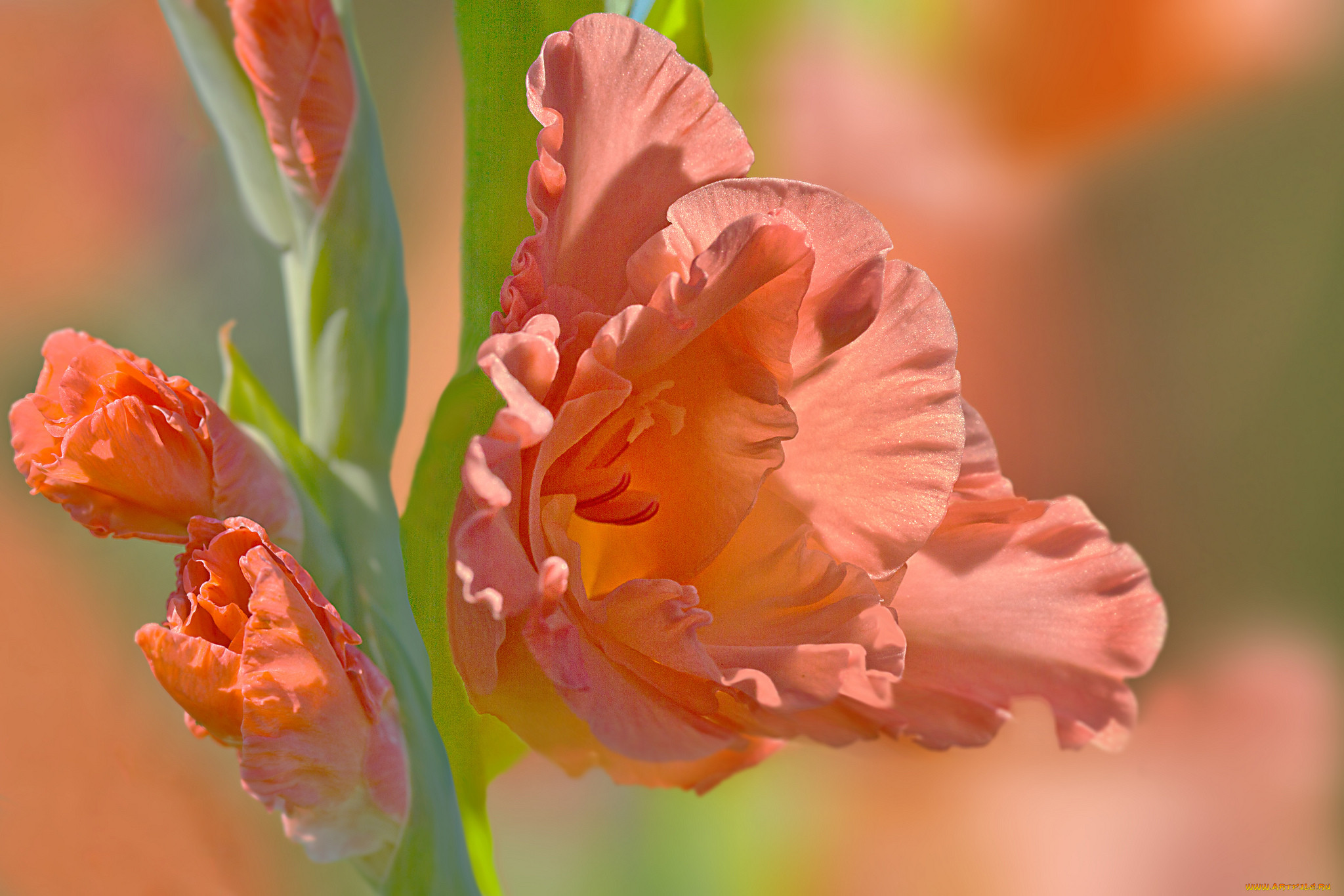 Цветок гладиолуса оранжевый